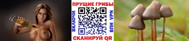 купить   Котельниково  shop Telegram  Галлюциногенные грибы мицелий 